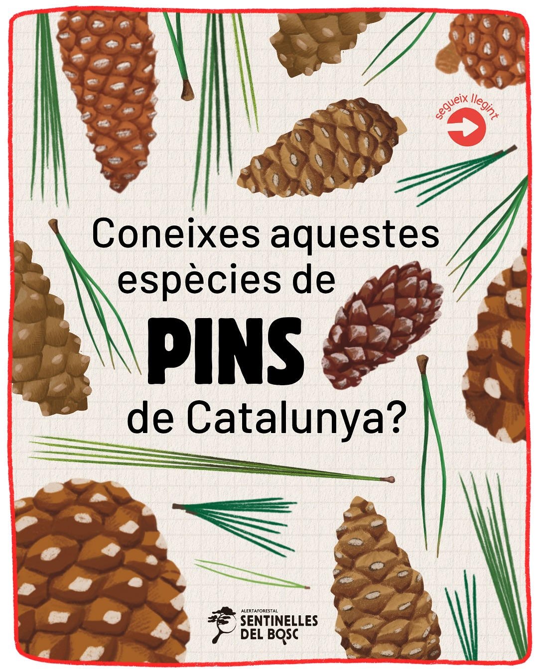Saps identificar les principals espècies de #pins del territ…