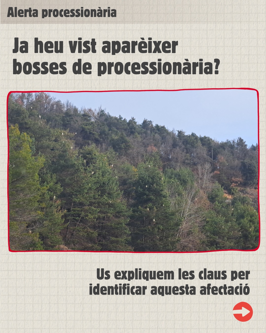 Ja podem veure bosses de processionària als pins! Recordem:…