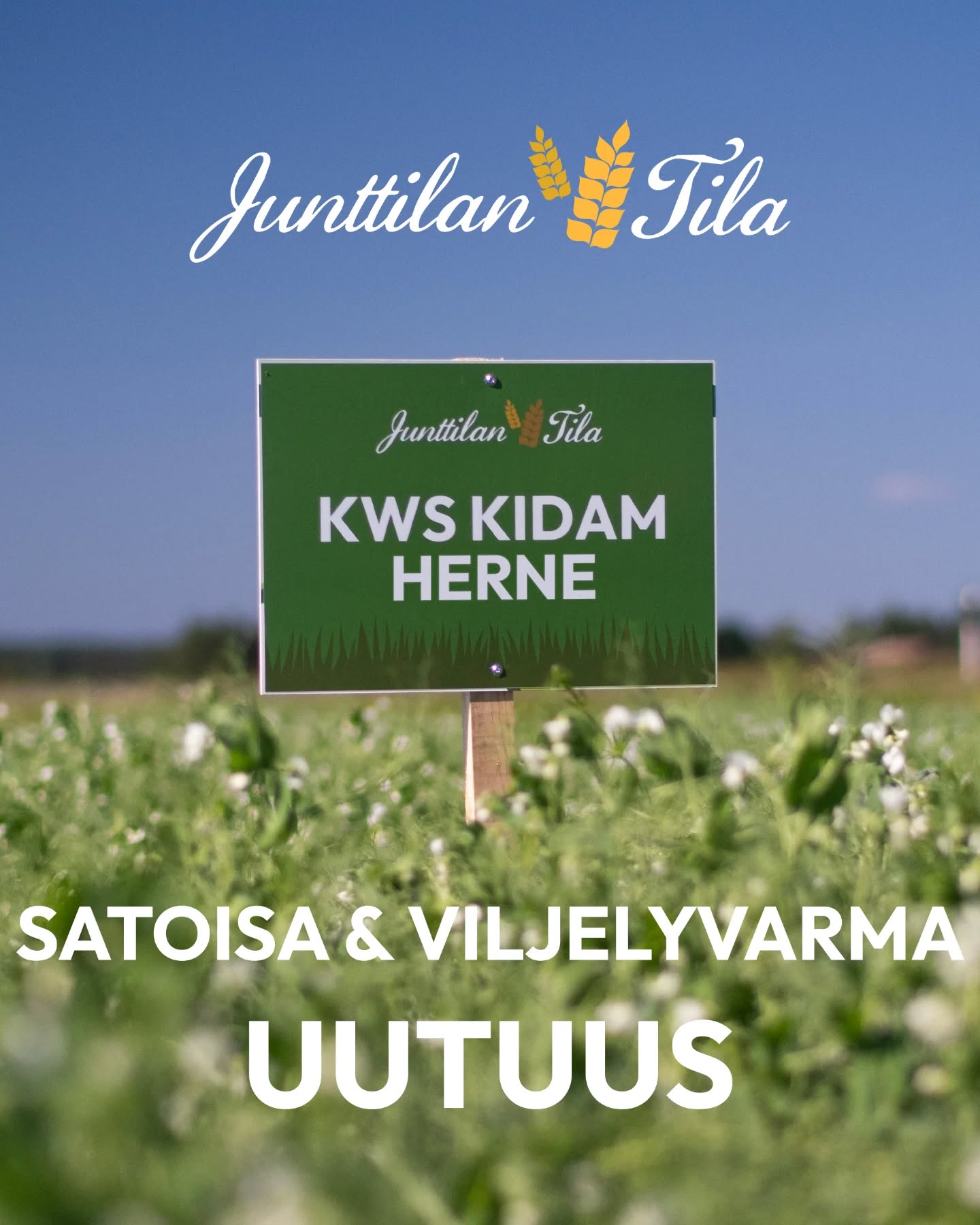 KWS KIDAM satoisa ja viljelyvarma herneen uutuuslajike!
🫛Erittäin satoisa herne
🫛Vain 180-200kg/ha voi riittää kylvömääränä eli erittäin edullinen perustamiskustannus siis!
🫛Korkea valkuaispitoisuus 24,8%
🫛Lakoprosentti on kohtuullinen 25,6%
KWS Kidamin siementä on vielä jäljellä, mutta varaa nopeasti omasi 2026 kevään kylvöille!
Voit pyytää verkkosivuiltamme www.junttilantila.fi helposti tarjouksen tai soita meille:
p. 0400777192 Taisto Junttila
p. 0405365863 Mari Koskela
#junttilantila #kwskidam #herneenviljely