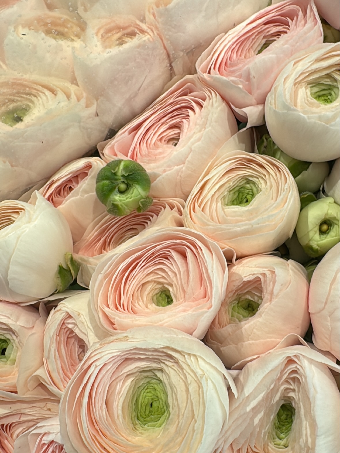 Понеделник е ден за вдъхновение!
Ползотворна и вдъхновяваща да ви е седмицата, приятели!