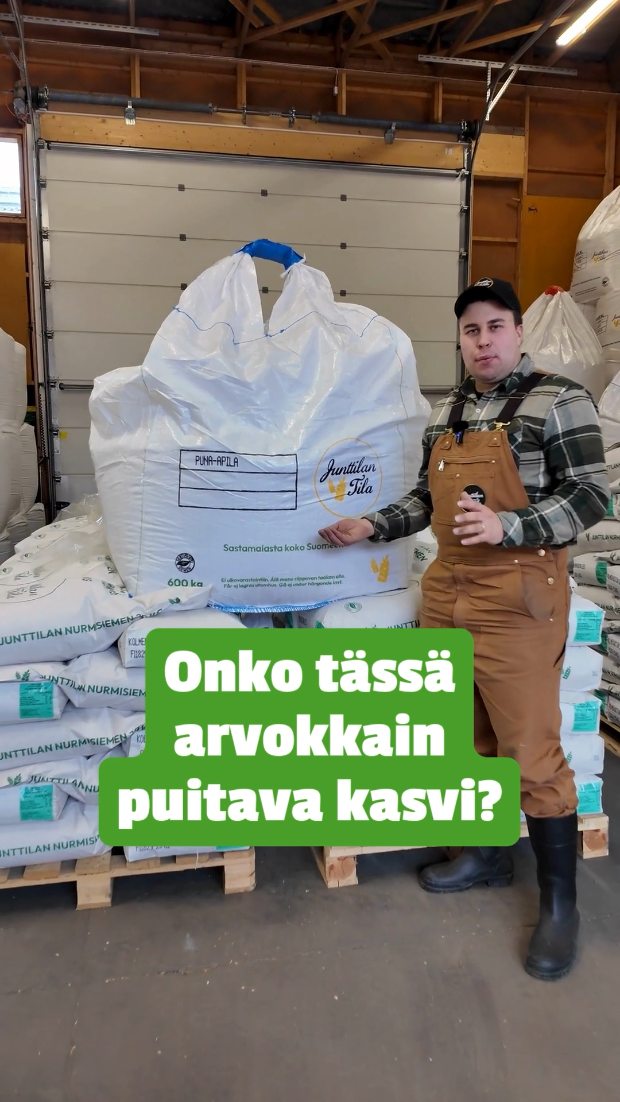 ☘️ONKO TÄSSÄ ARVOKKAIN PUITAVA KASVI?☘️
Puna-apilan siementuotanto on Suomessa ollut todella alhaista suhteessa Suomessa tarvittavaan apilan siemenen määrään. Junttilan Tilalla haluamme vahvistaa entisestään kotimaista apilan tuotantoamme ja meillä olisi tilaa vielä muutamille sopimuksille puna-apilan siementuotannosta.
Kiinnostuitko? Ota yhteyttä bion linkistä löytyvällä lomakkeella tai soita tuotannosta vastaavalle Konsta Kulmalalle 050 382 2919 tai laita sähköpostia: konsta.kulmala@junttilantila.fi
Palaamme asiaan ja kehitetään yhdessä kotimaista siementuotantoa!🇫🇮
Puna-apilan siementuotannossa ensimmäinen lähtökohta on tilan hukkakaurattomuus. Sen jälkeen tarkistetaan esikasvit. Lajittelun jälkeisille sertifioiduille kiloille lupaamme tavanomaisessa tuotannossa vähintään 4,50e/kg + alv tilityshinnan ja satotaso voi olla jopa 400kg/ha* Luomuna hinta on vielä paljon parempi, kysy lisää myös siitä!
*Lähteenä aiempien vuosien hyvin onnistuneet tuotannot sekä Luken uusimman N-fiksu tutkimushankkeen tulokset jossa saatiin jopa 550kg/ha siemensatoja.
#junttilantila #sertifioitusiemen #siementuotanto
