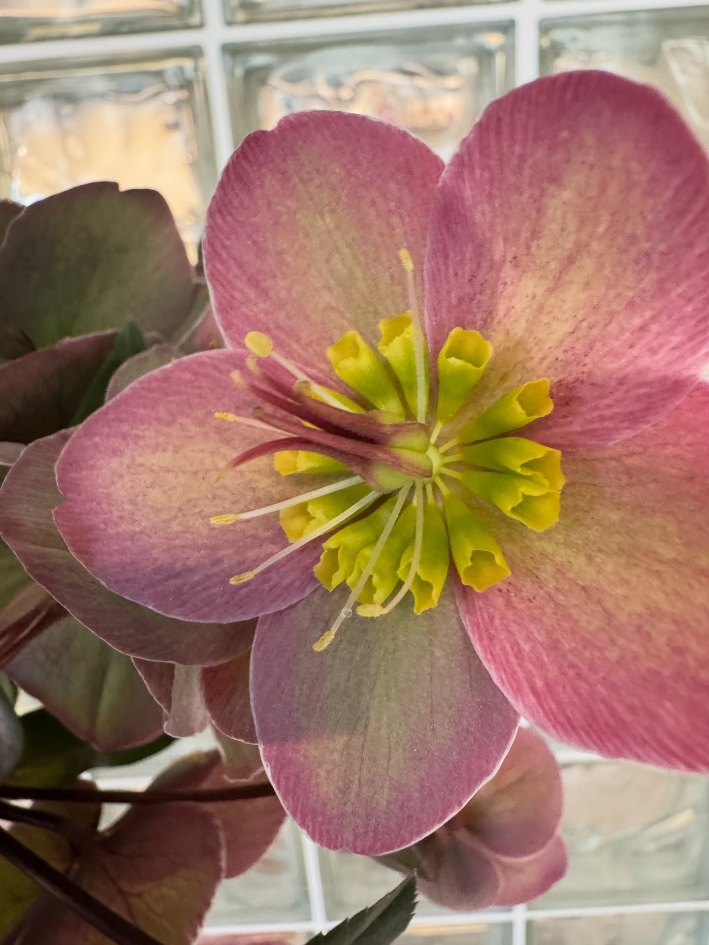 Хелеборус за всички любители 🌸 #helleborus #flower