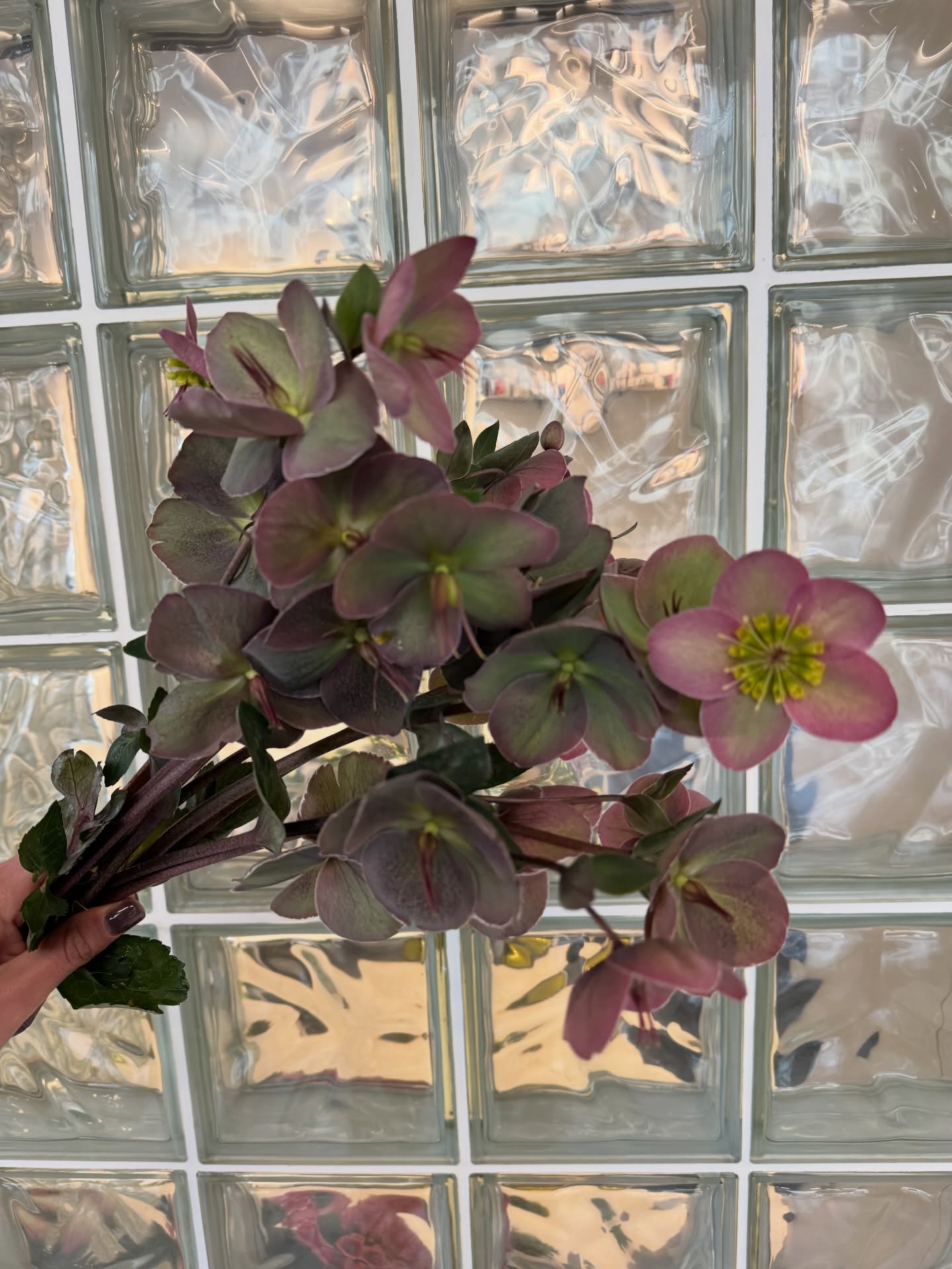 Хелеборус за всички любители 🌸 #helleborus #flower