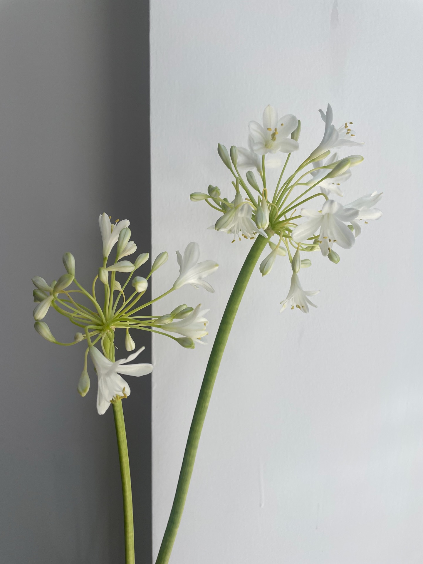 Бяло, по-бяло, най-бяло! #whiteinspo