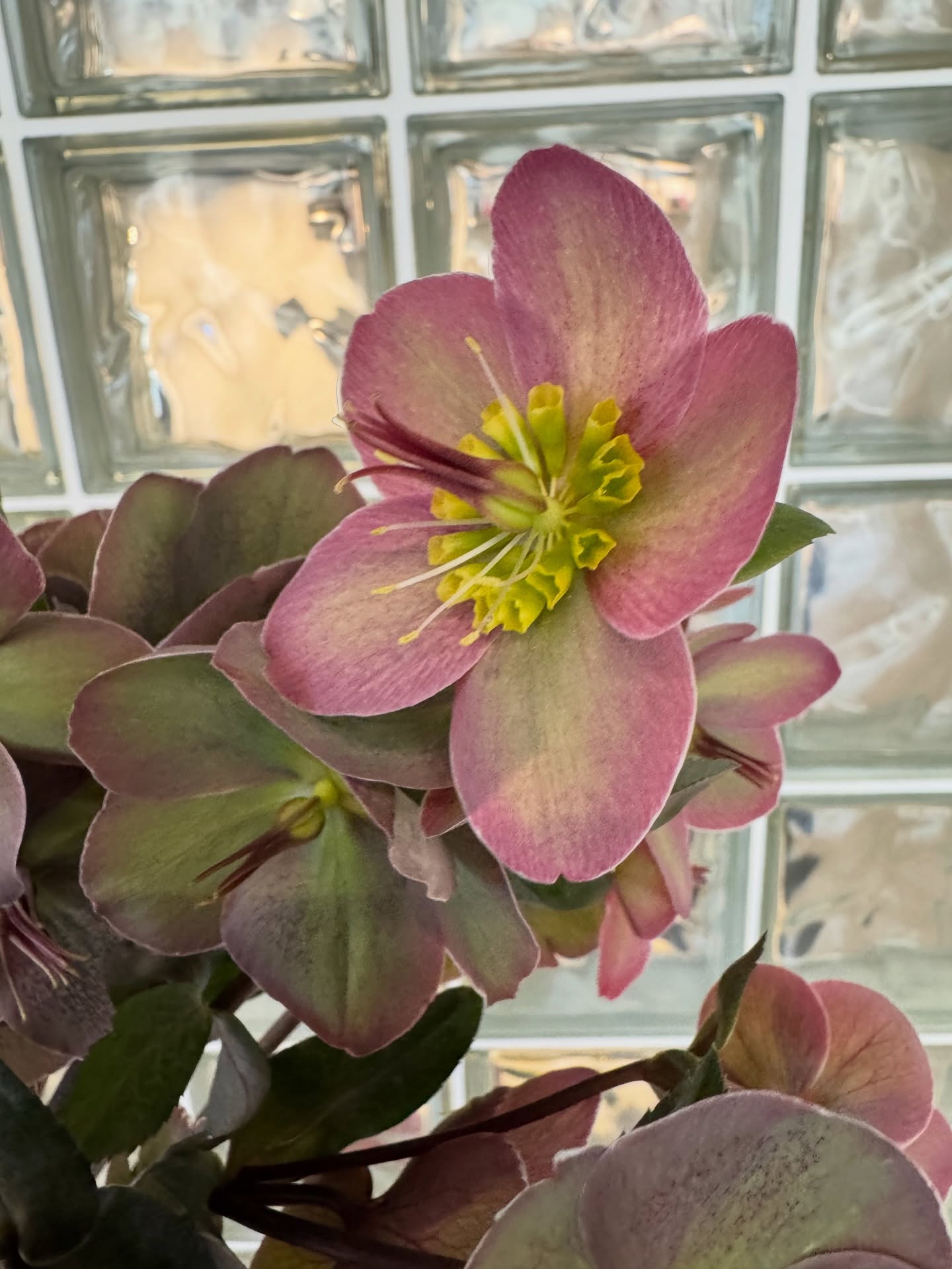 Хелеборус за всички любители 🌸 #helleborus #flower