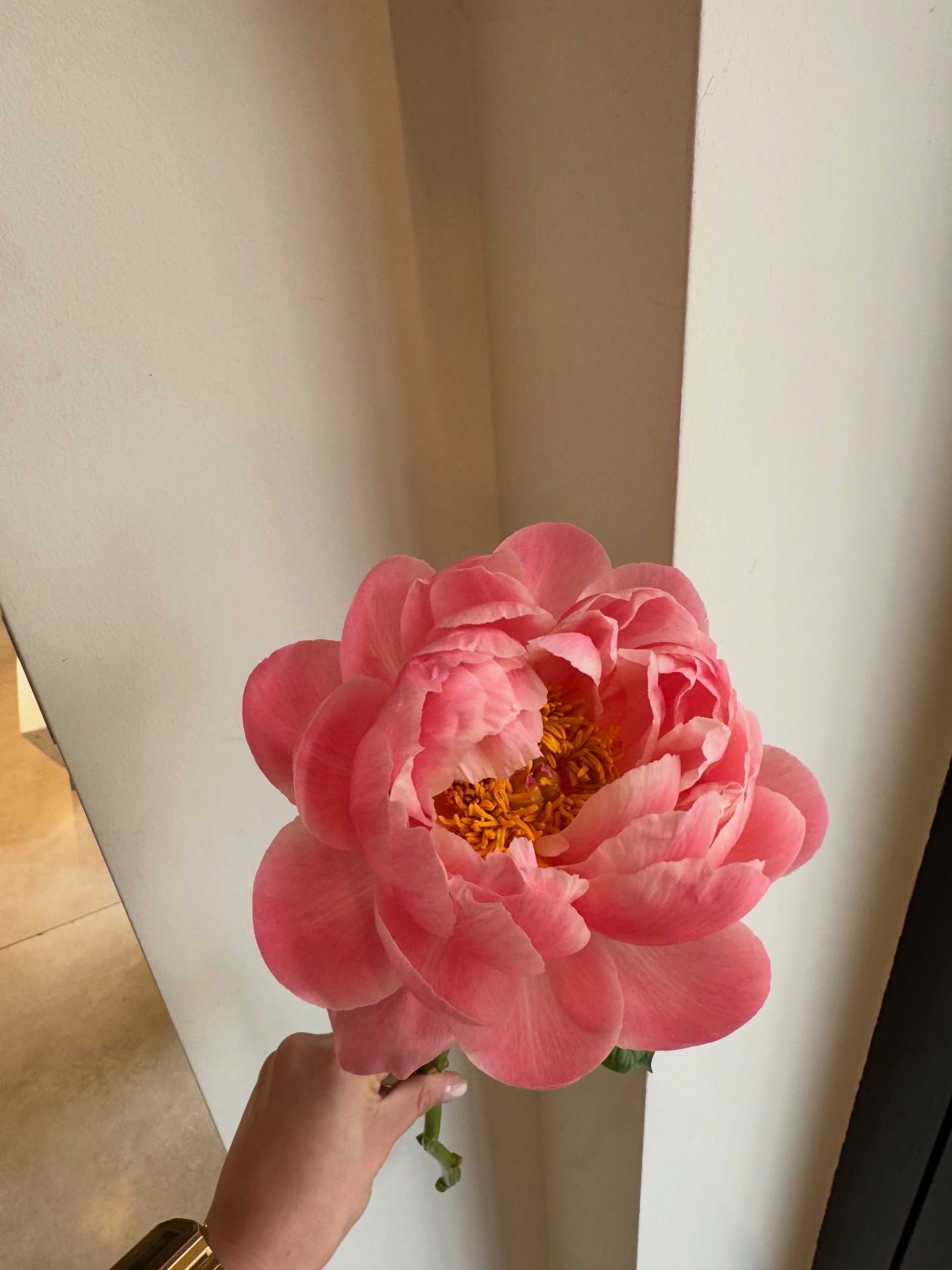 Peony season ON 🌸 #peonyseason