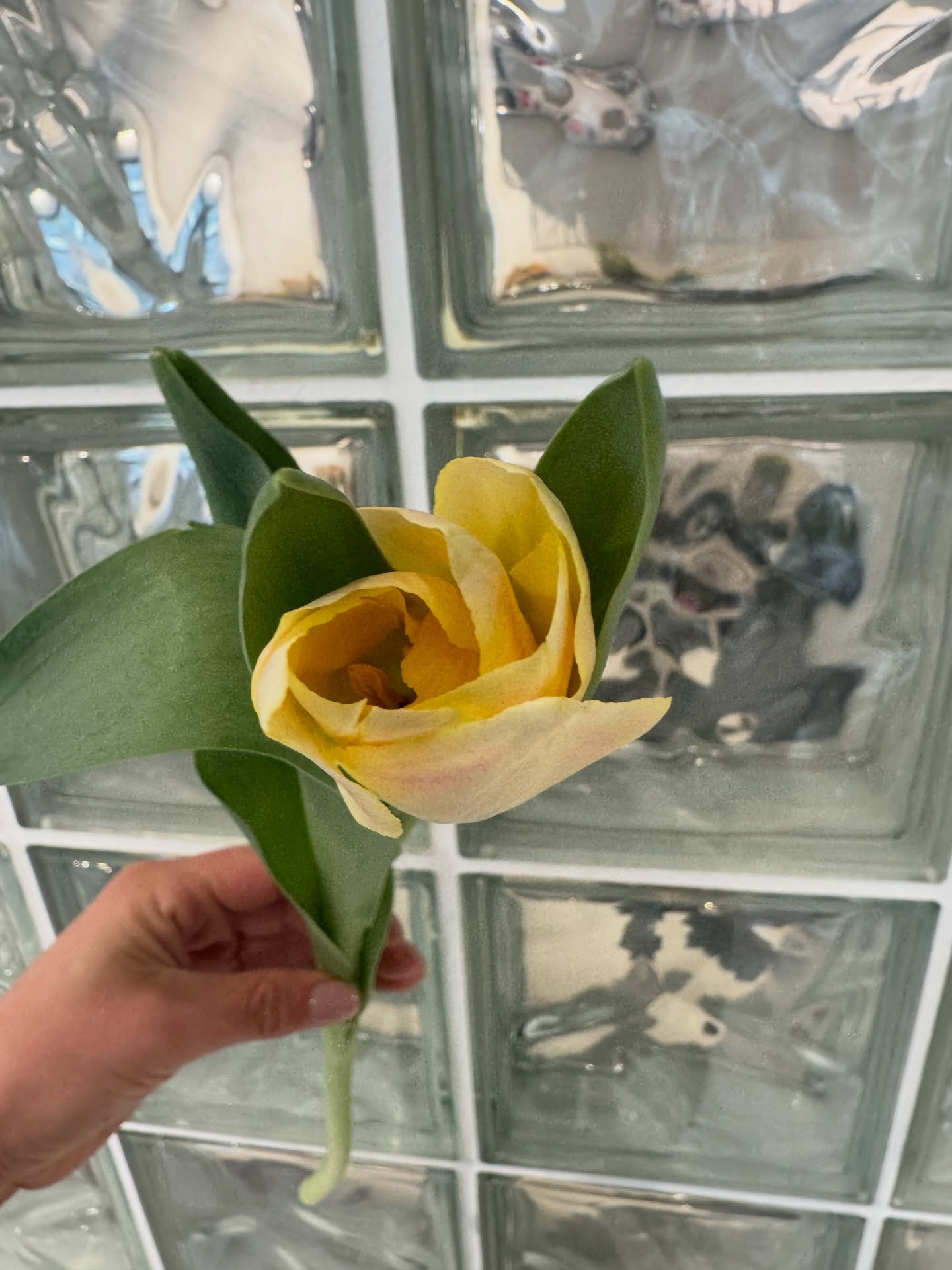 С тези слънчеви и леко чудати лалета си манифестираме топлото време 🌞💛
#tulips #tulipslover