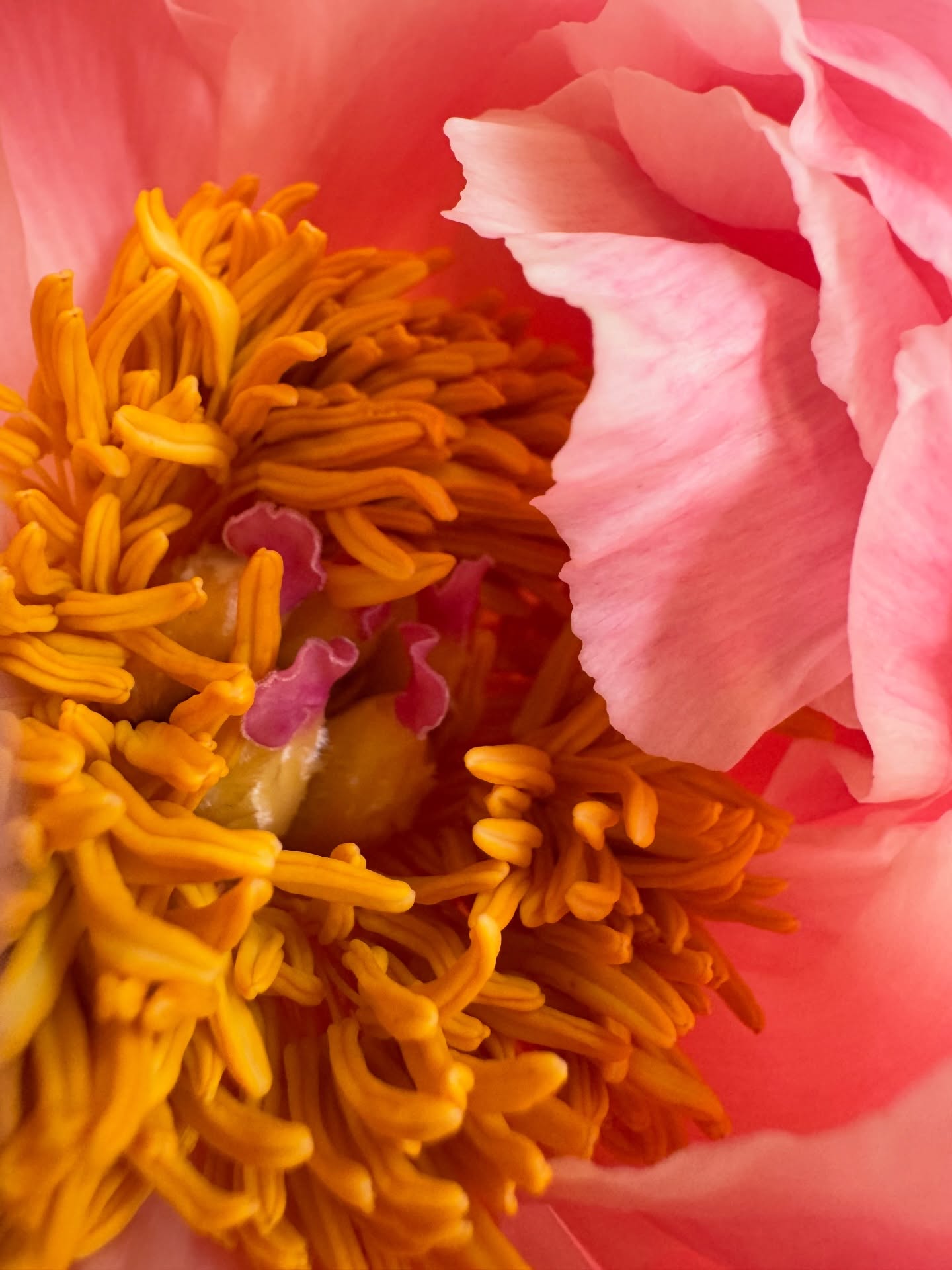 Peony season ON 🌸 #peonyseason