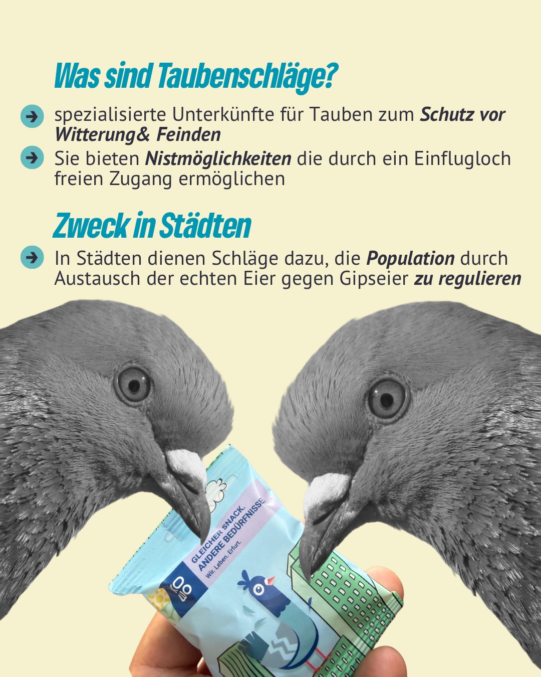 🏗️🕊️Mit dem zweiten kommunalen
Taubenschlag in Erfurt sorgen wir neben mehr Tierschutz, auch für eine Entlastung unsere Stadtbewohner*innen. Weniger
Taubennachwuchs heißt weniger Verschmutzung - ein Gewinn für alle!🌿✨
#erfurt #grüneerfurt #taubenschlag #stadttauben #erfurterstadttauben