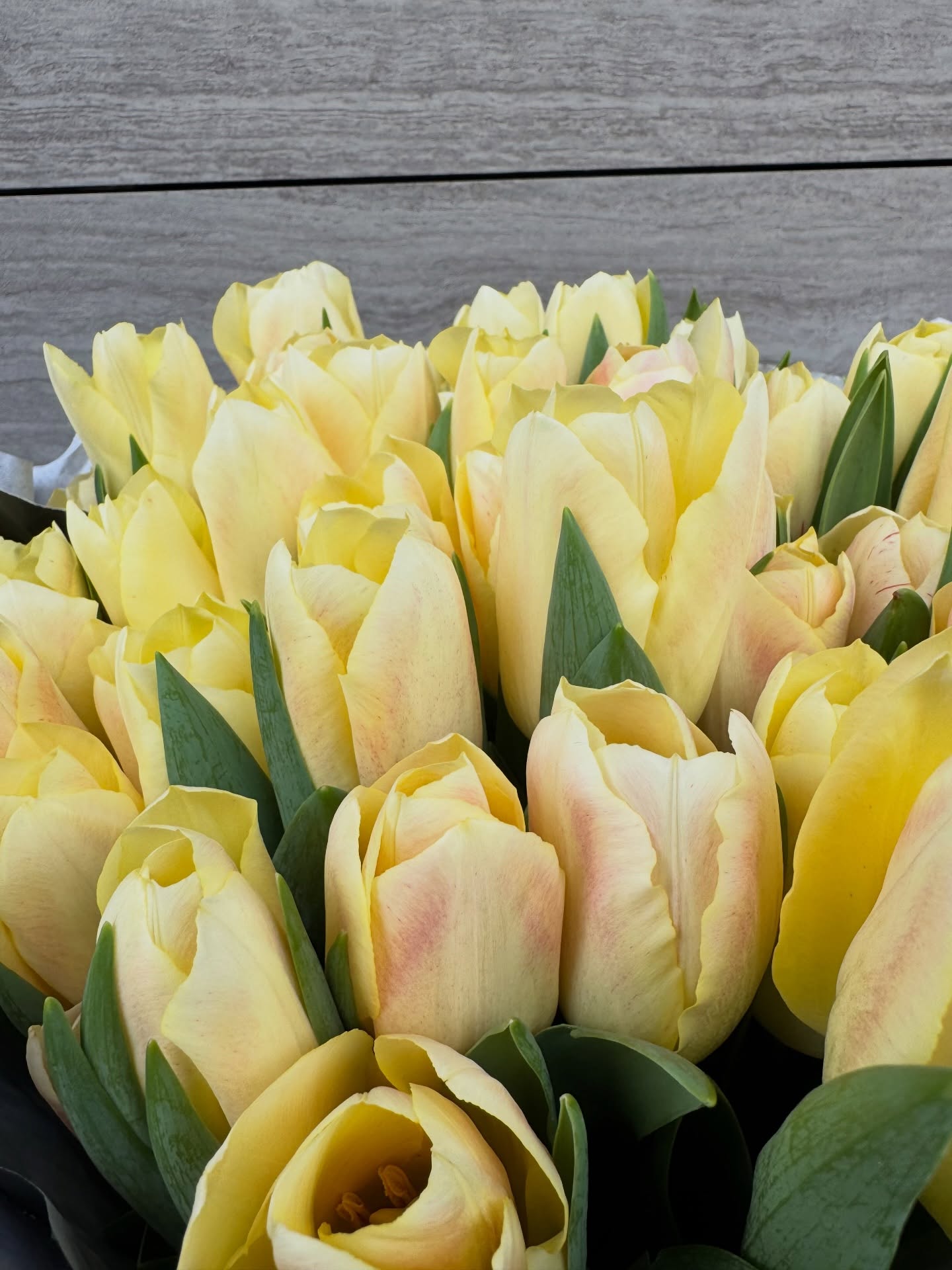 С тези слънчеви и леко чудати лалета си манифестираме топлото време 🌞💛
#tulips #tulipslover