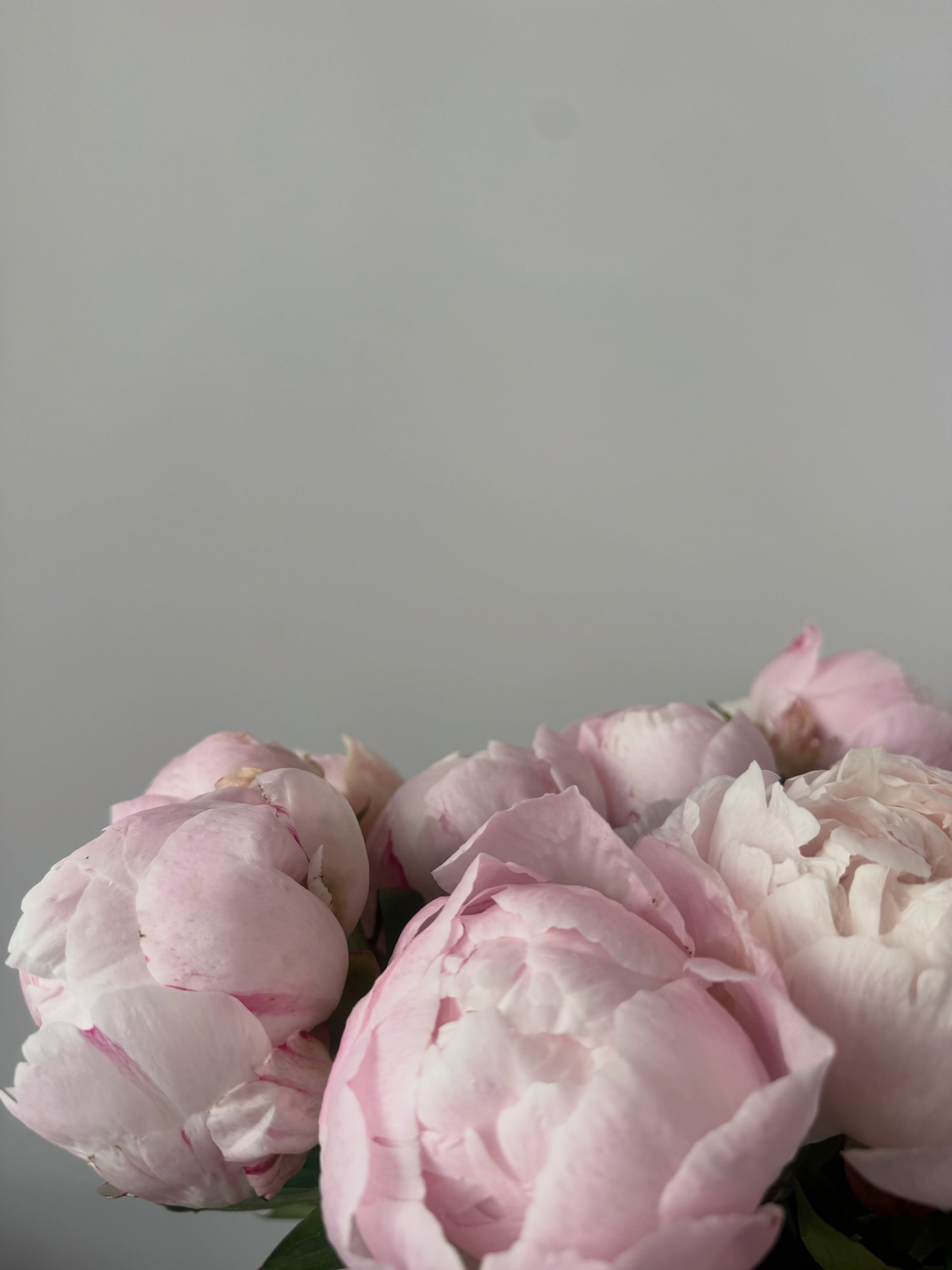 С цвят на божур 🌸 #peony #flowers