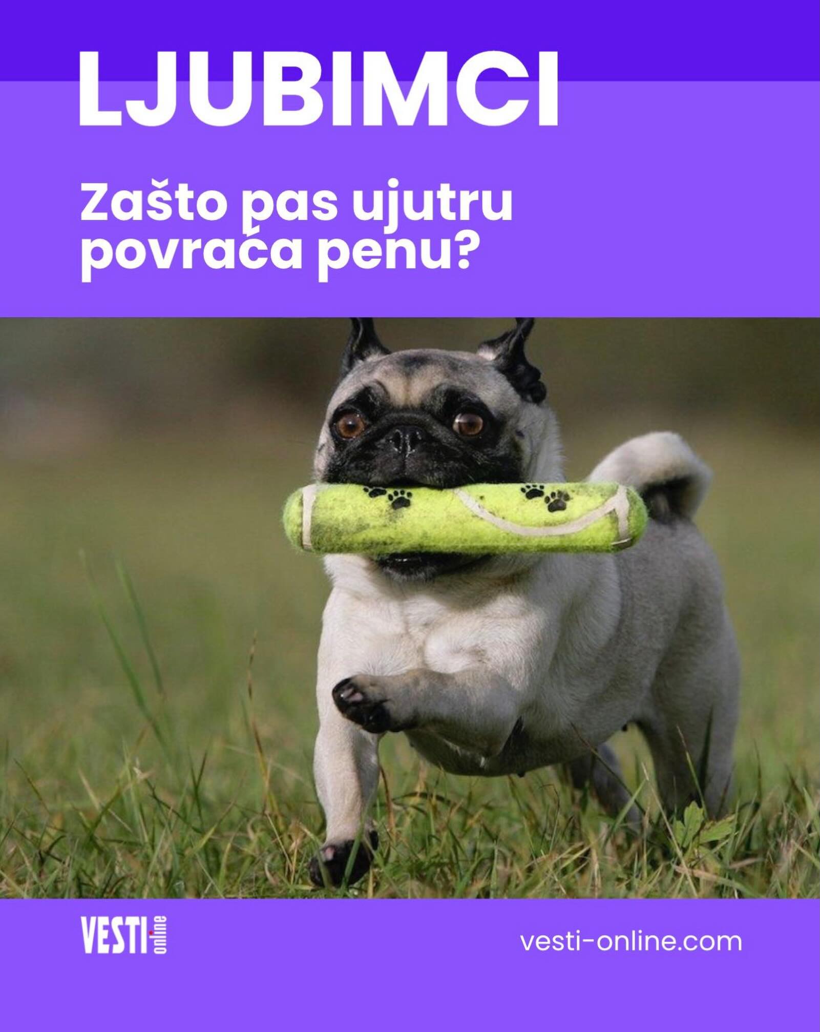 Ako se vaš pas ujutru probudi i povrati belu ili žućkastu penu, prirodno je da se zabrinete (formula.sashariess.rs). Ipak, ovakvo povraćanje često nije znak ozbiljnog oboljenja, već može biti povezano sa kiselinom, dugim periodom bez hrane ili čak stresom.
Opširnije na portalu vesti-online.com Ako se vaš pas ujutru probudi i povrati belu ili žućkastu penu, prirodno je da se zabrinete (formula.sashariess.rs). Ipak, ovakvo povraćanje često nije znak ozbiljnog oboljenja, već može biti povezano sa kiselinom, dugim periodom bez hrane ili čak stresom.
Opširnije na portalu vesti-online.com