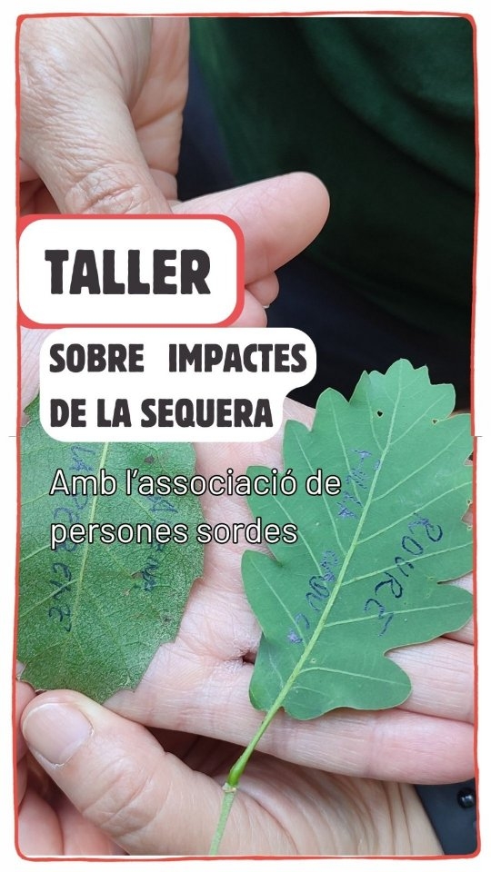 🌳 Diumenge passat vam realitzar un taller sobre els efectes…
