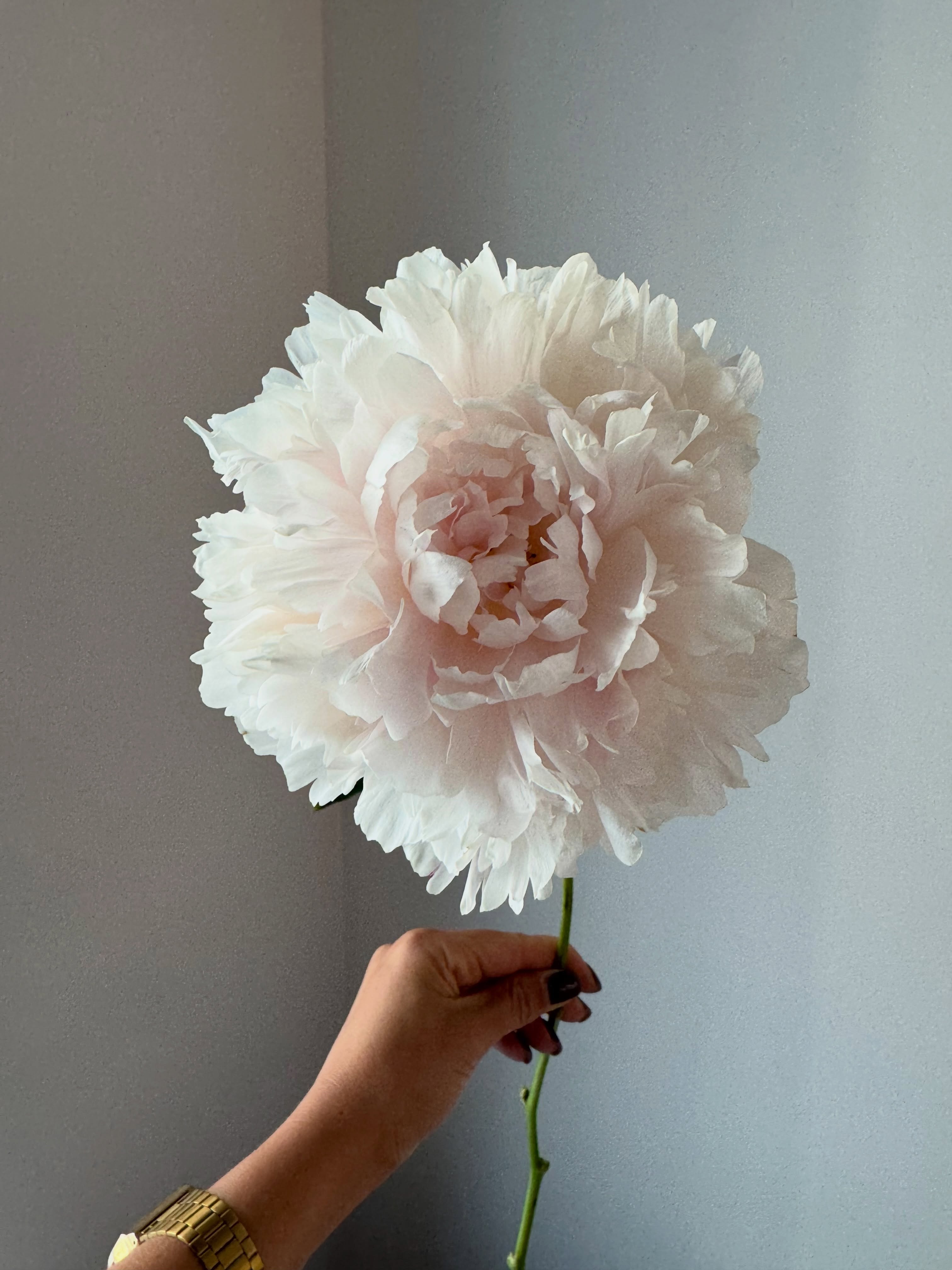 Днес приветстваме юли с доза нежност 🌸
#peony #lussobyborisovi
