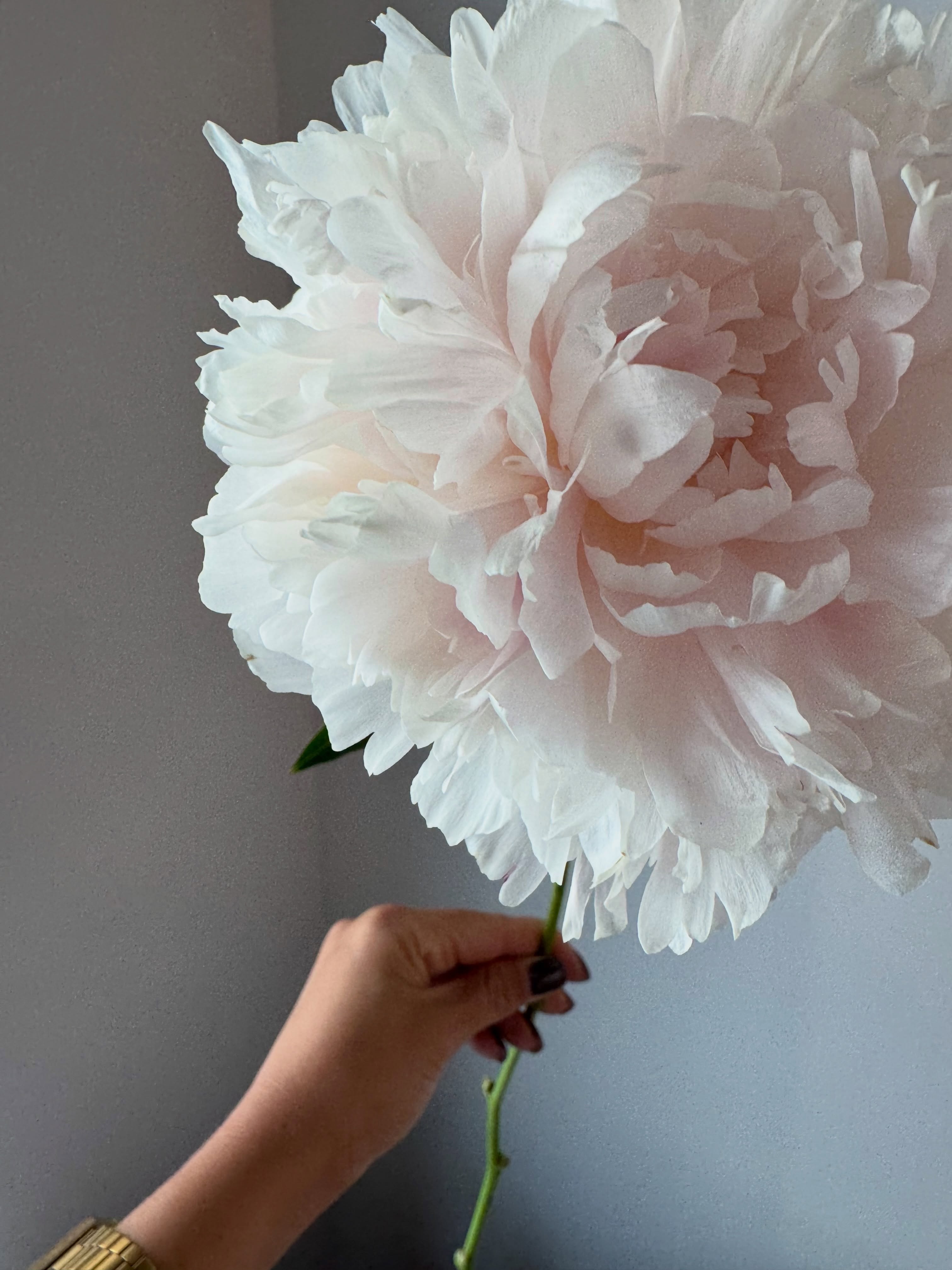 Днес приветстваме юли с доза нежност 🌸
#peony #lussobyborisovi