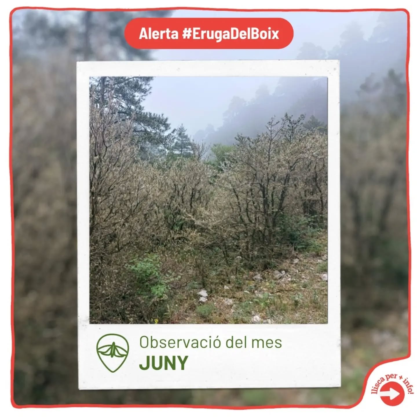 📷 Torna l’observació del mes! Què han vist els nostres obser…