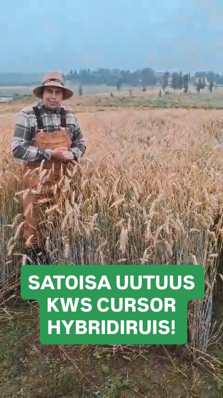 KWS CURSOR uutuus hybridisyysruis syksyn kylvöille Junttilasta!🌾
📽 Tässä videolla nähdään miltä Cursor näytti tiistaina 28.7.2026 Hauhon virallisessa lajikekokeessa.
Erittäin satoisa ja hyvin talvehtiva uusi KWS Cursor on erittäin hyvä vaihtoehto syksyn rukiin kylvöille!
Cursor on ollut kysytty uutuus ja korkean satopotentiaalin lisäksi viljelijöitä on kovasti kiinnostanut sen alhainen lakoprosentti (16,4%) sekä korkea tuhannen jyvän paino (37,3g)
Ota yhteyttä meille Junttilan Tilalle ja pohditaan yhdessä miten Cursor tai joku muu syysvilja sopisi sinun tilalle viljelyyn!
Soita 0404177292 tai laita viestiä sähköpostilla: myynti@junttilantila.fi
#junttilantila #huomisensiemenet #sertifioitusiemen #sastamalastakokosuomeen #kwscursor