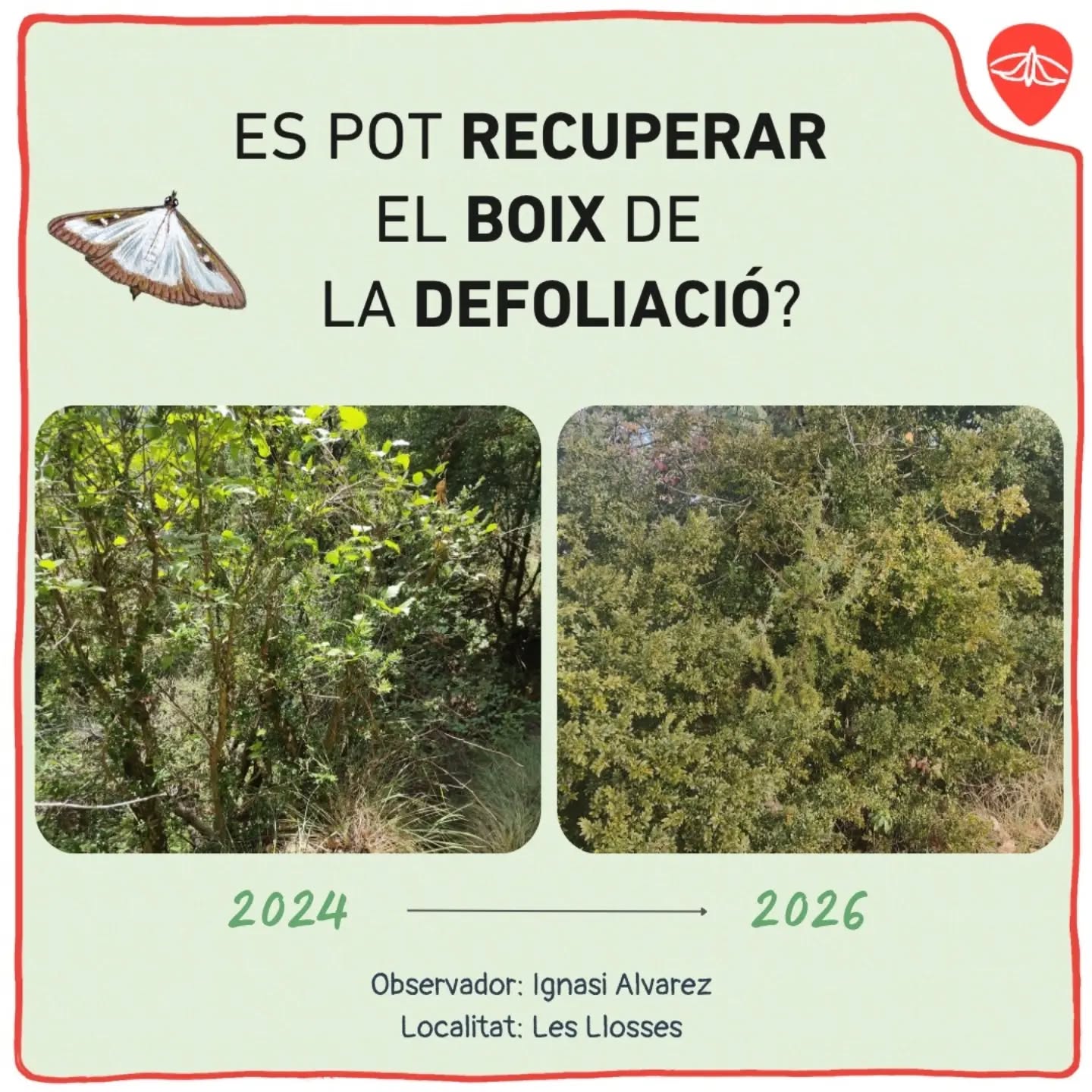 🦋 Creus que un boix afectat per la #papallona ja no té capac…