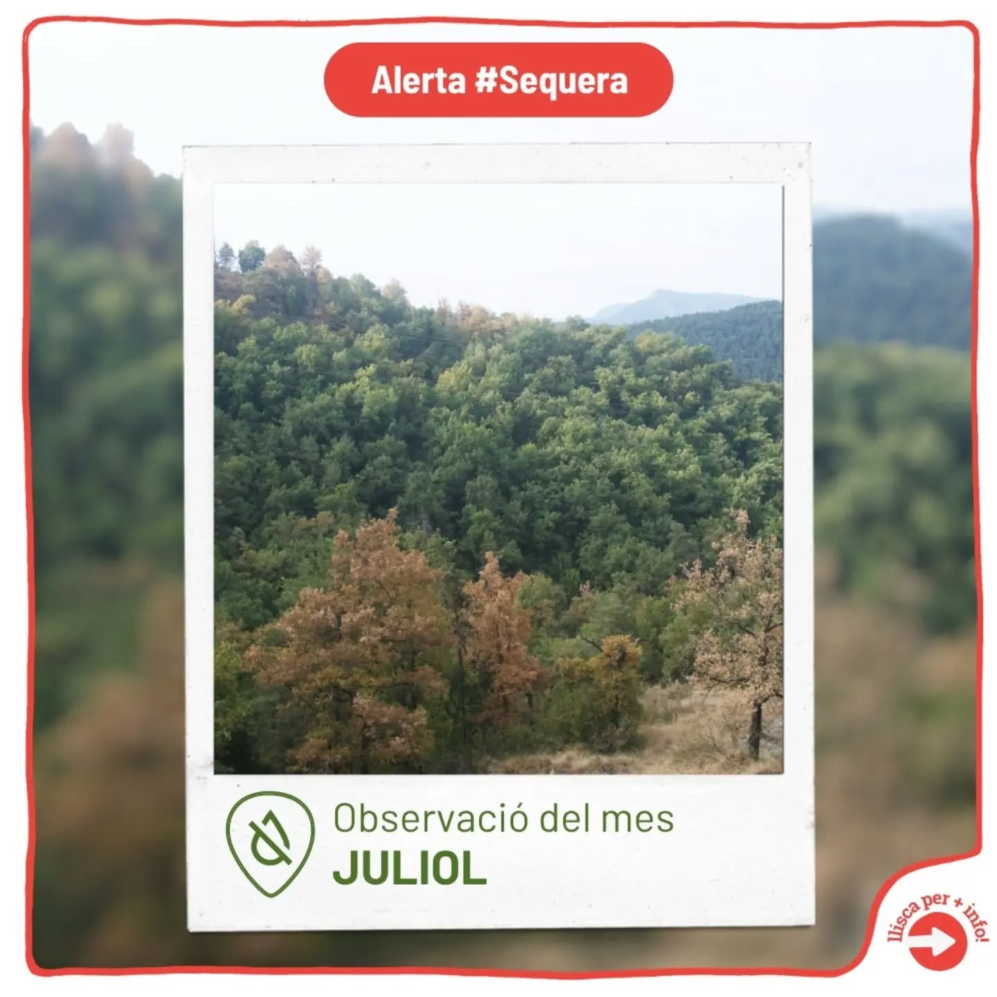 Què han vist els nostres observadors el mes de juliol? 🔍 Avu…