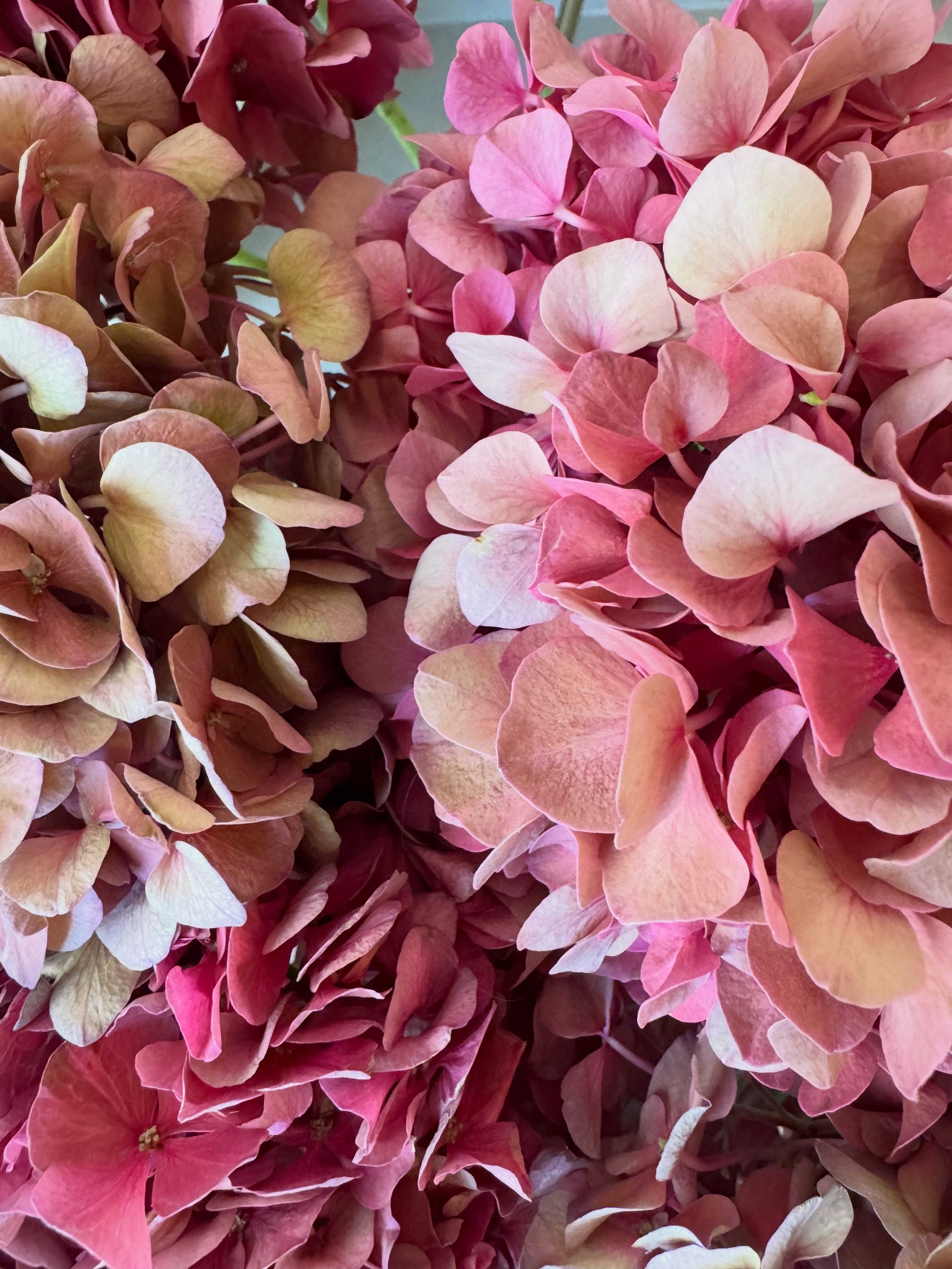 Слагаме розовите хризантеми и днес празнуваме 61ви август.. 🌸🤷🏻♀️
.
.
#flowers #lussobyborisovi