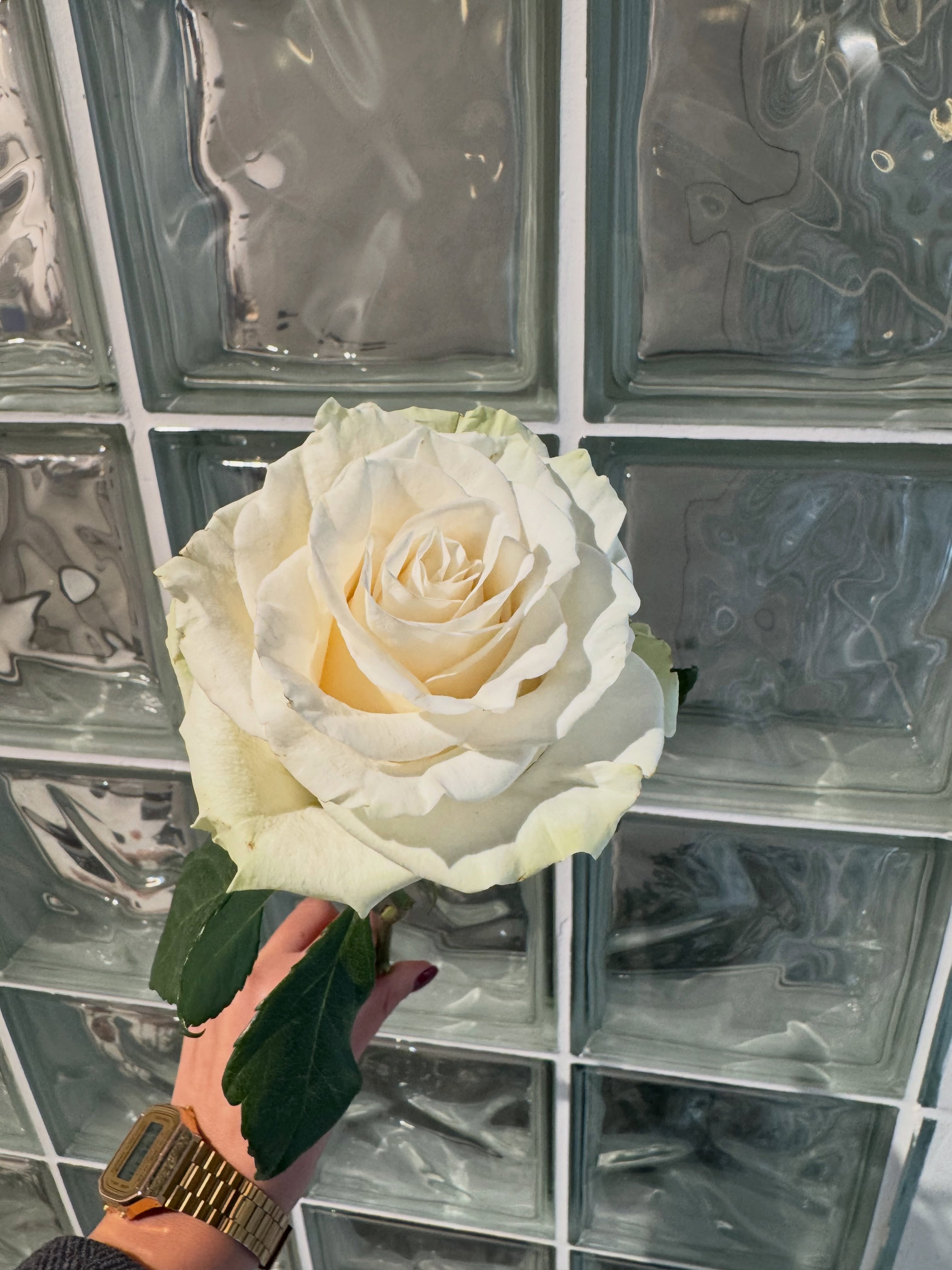 #roses 🌹