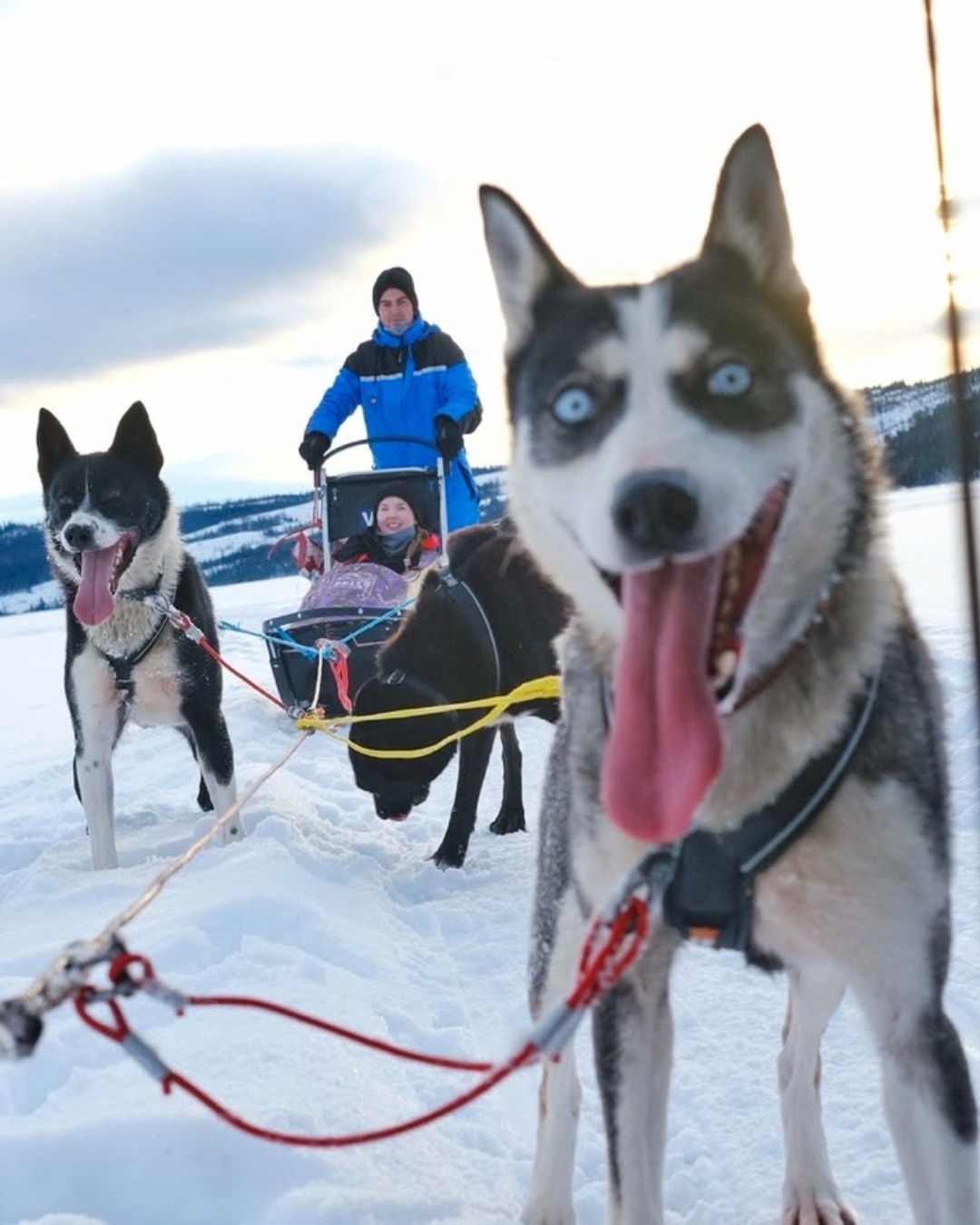 Ready to meet your winter adventure team? 🐾❄️
Join our guided dog sledding tour near Beitostølen and explore the snowy landscapes at the edge of Jotunheimen. Meet the huskies, help get them ready and try steering the sled yourself! 🛷
Two people usually share a sled, taking turns to drive and enjoy the ride. No previous experience needed – our guides will show you how.
Warm winter suits, boots, hot drinks and snacks are included. ☕
Would you take the reins or enjoy the view?
#JotunheimenTravel #DogSledding #Beitostølen #VisitValdres #WinterInNorway