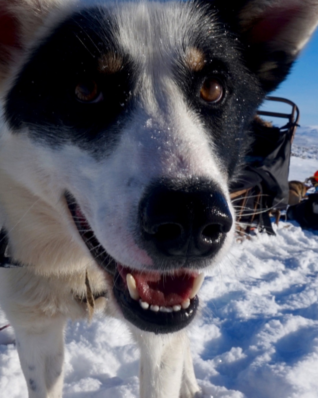 Ready to meet your winter adventure team? 🐾❄️
Join our guided dog sledding tour near Beitostølen and explore the snowy landscapes at the edge of Jotunheimen. Meet the huskies, help get them ready and try steering the sled yourself! 🛷
Two people usually share a sled, taking turns to drive and enjoy the ride. No previous experience needed – our guides will show you how.
Warm winter suits, boots, hot drinks and snacks are included. ☕
Would you take the reins or enjoy the view?
#JotunheimenTravel #DogSledding #Beitostølen #VisitValdres #WinterInNorway