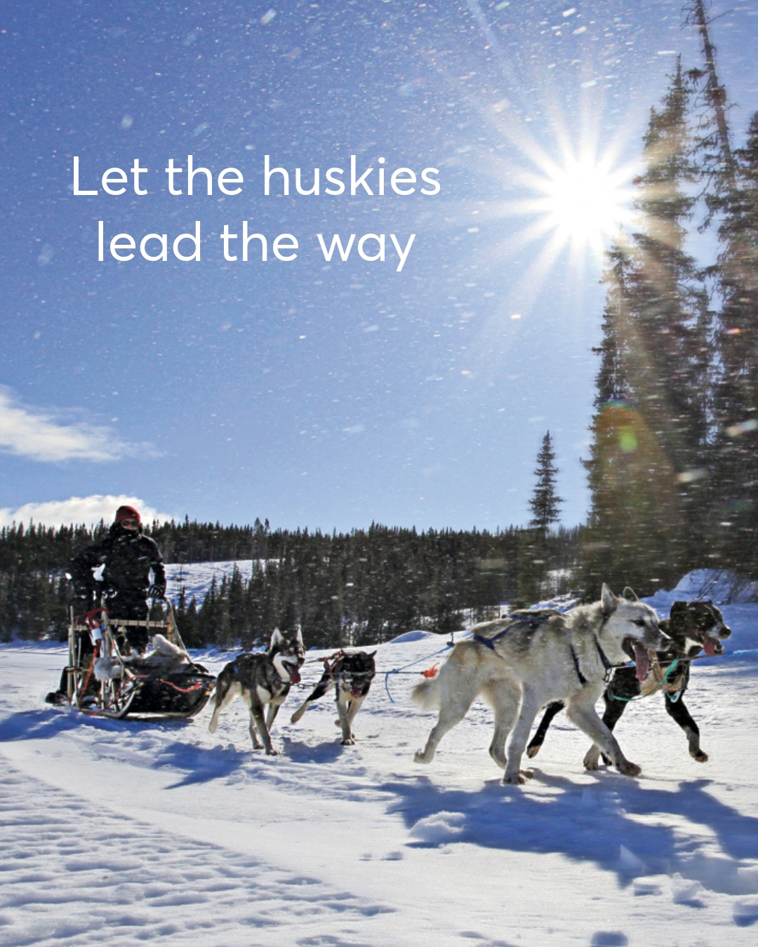 Ready to meet your winter adventure team? 🐾❄️
Join our guided dog sledding tour near Beitostølen and explore the snowy landscapes at the edge of Jotunheimen. Meet the huskies, help get them ready and try steering the sled yourself! 🛷
Two people usually share a sled, taking turns to drive and enjoy the ride. No previous experience needed – our guides will show you how.
Warm winter suits, boots, hot drinks and snacks are included. ☕
Would you take the reins or enjoy the view?
#JotunheimenTravel #DogSledding #Beitostølen #VisitValdres #WinterInNorway