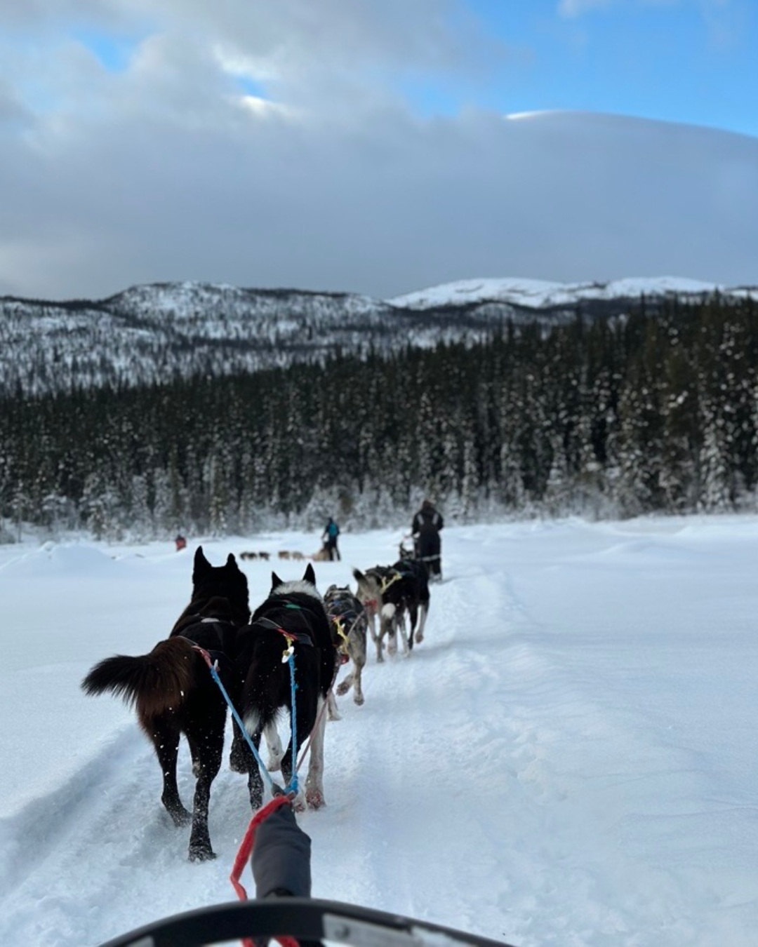Ready to meet your winter adventure team? 🐾❄️
Join our guided dog sledding tour near Beitostølen and explore the snowy landscapes at the edge of Jotunheimen. Meet the huskies, help get them ready and try steering the sled yourself! 🛷
Two people usually share a sled, taking turns to drive and enjoy the ride. No previous experience needed – our guides will show you how.
Warm winter suits, boots, hot drinks and snacks are included. ☕
Would you take the reins or enjoy the view?
#JotunheimenTravel #DogSledding #Beitostølen #VisitValdres #WinterInNorway